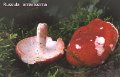 Russula amarissima-amf1742